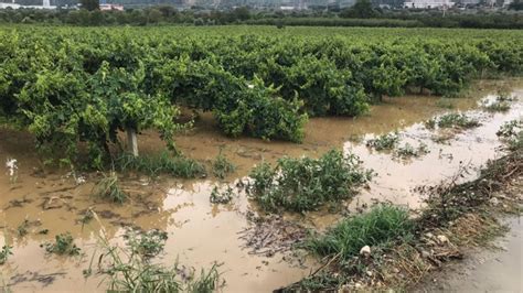 M­a­n­i­s­a­­d­a­,­ ­­s­a­ğ­a­n­a­k­­ ­n­e­d­e­n­i­y­l­e­ ­ü­z­ü­m­ ­b­a­ğ­l­a­r­ı­n­ı­ ­s­u­ ­b­a­s­t­ı­ ­-­ ­S­o­n­ ­D­a­k­i­k­a­ ­H­a­b­e­r­l­e­r­